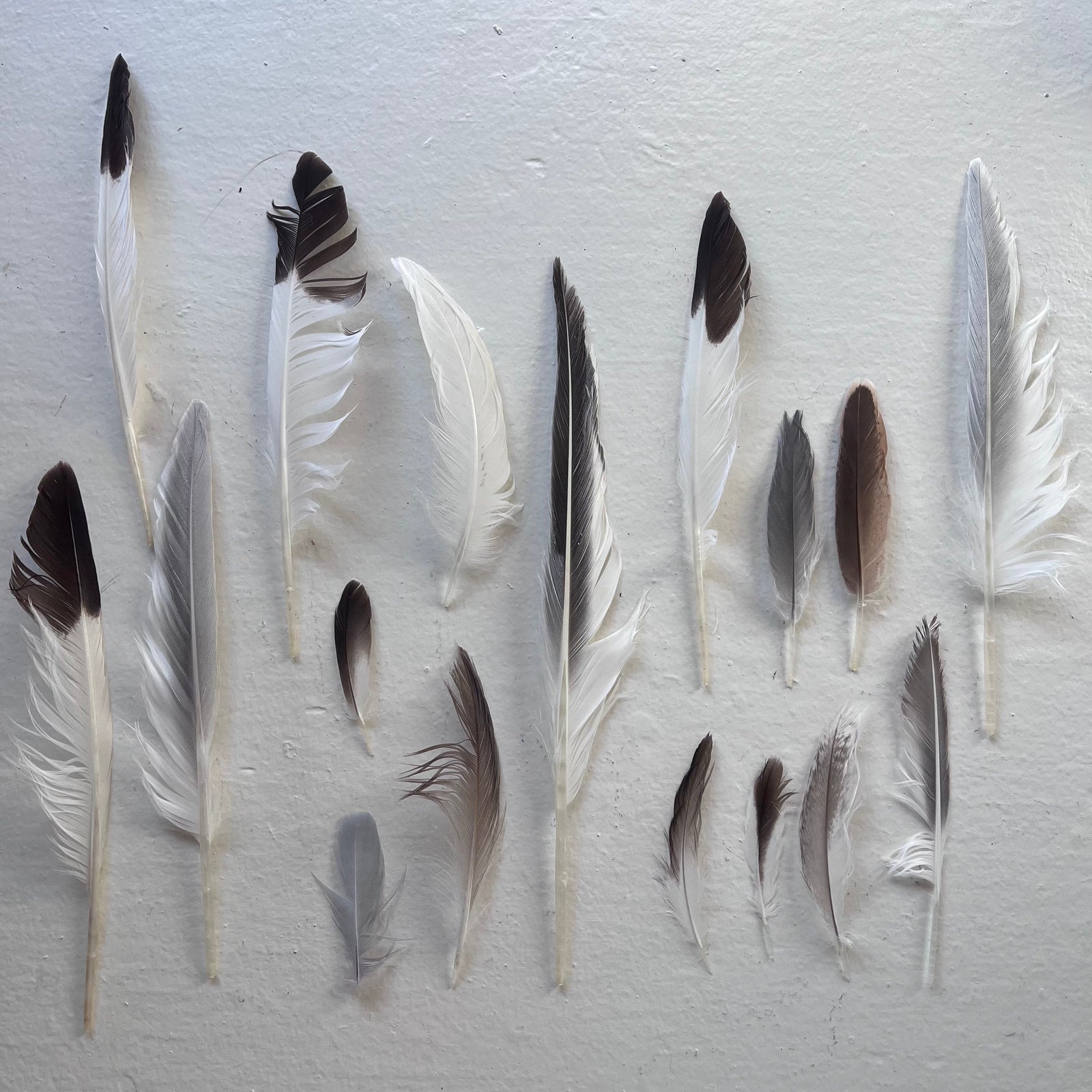 The Paper Seahorse Events January 14th 2026 Wednesday 7 - 8:30p SPECIAL EVENT: Grateful Gathering for Stress Relief, Community + Connection