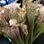 In Full Bloom: Frivolous Dry Goods x The Paper Seahorse