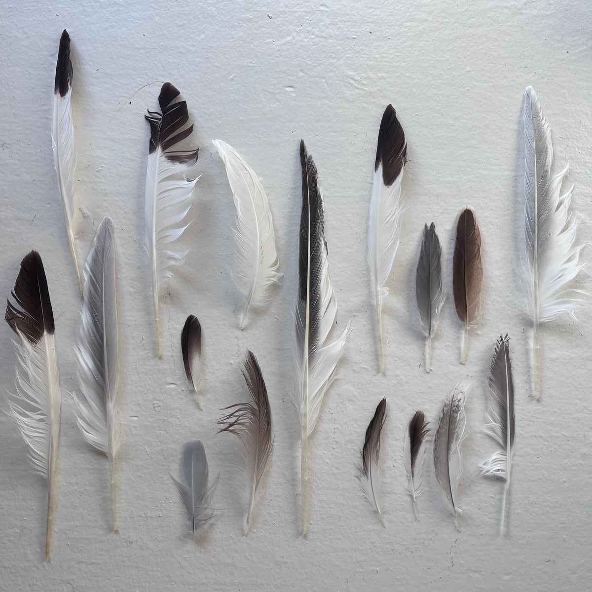 The Paper Seahorse Events January 14th 2026 Wednesday 7 - 8:30p SPECIAL EVENT: Grateful Gathering for Stress Relief, Community + Connection